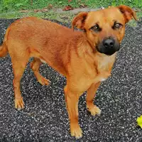Foto dell\'animale cane - Matr. 2020/1173 - Microchip 380260044280982