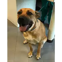 Foto dell\'animale cane - Matr. 2020/1177 - Microchip 380260140142519