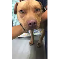 Foto dell\'animale cane - Matr. 2020/1178 - Microchip 380260101533450