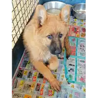 Foto dell\'animale cane - Matr. 2020/1175 - Microchip 380260043706742