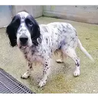cane - Matr. 2020/1182 - Microchip 380260100644213