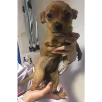 Foto dell\'animale cane - Matr. 2017/0492 - Microchip 380260042880985