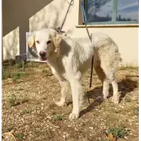 Foto dell\'animale cane - Matr. 2020/1192 - Microchip 380260043706583