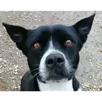 Foto dell\'animale cane - Matr. 2020/1197 - Microchip 380260043706837