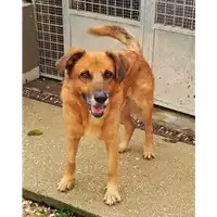 Foto dell\'animale cane - Matr. 2020/1199 - Microchip 380260043706469