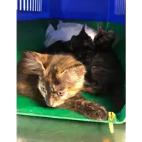 Foto dell\'animale gatto - Matr. 2020/1200 - Microchip 380260043707257