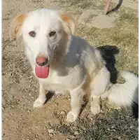 Foto dell\'animale cane - Matr. 2020/0704 - Microchip 380260043707634
