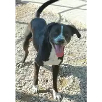 Foto dell\'animale cane - Matr. 2020/0638 - Microchip 380260100767257