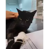 Foto dell\'animale gatto - Matr. 2020/1207 - Microchip 380260044280663