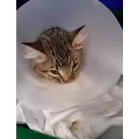 Foto dell\'animale gatto - Matr. 2020/1208 - Microchip 380260044280803
