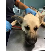 Foto dell\'animale cane - Matr. 2020/1212 - Microchip 380260044280662