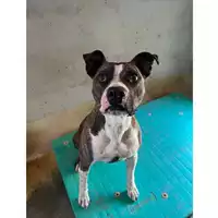 Foto dell\'animale cane - Matr. 2020/1218 - Microchip 380260044280921