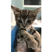 Foto dell\'animale gatto - Matr. 2020/1221 - Microchip 380260044281268