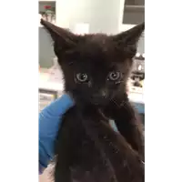 Foto dell\'animale gatto - Matr. 2020/1222 - Microchip 380260044280793