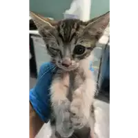Foto dell\'animale gatto - Matr. 2020/1223 - Microchip 380260044280384