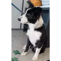 Foto dell\'animale cane - Matr. 2020/1225 - Microchip 380260044280568
