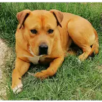 Foto dell\'animale cane - Matr. 2020/1226 - Microchip 380260044280214