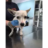 Foto dell\'animale cane - Matr. 2020/0615 - Microchip 380260043526957