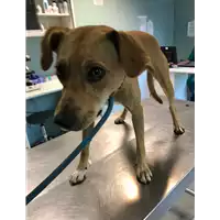 Foto dell\'animale cane - Matr. 2020/1228 - Microchip 380260044280929