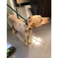 Foto dell\'animale cane - Matr. 2020/1232 - Microchip 380260044280903