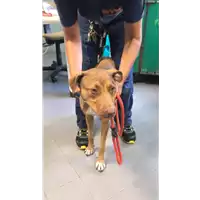 Foto dell\'animale cane - Matr. 2020/1233 - Microchip 380260101181251