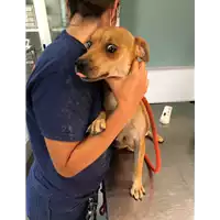 Foto dell\'animale cane - Matr. 2020/1231 - Microchip 380260044281002