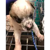 Foto dell\'animale cane - Matr. 2020/1234 - Microchip 380260044280764