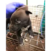 Foto dell\'animale cane - Matr. 2020/1235 - Microchip 380260044280971