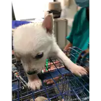 Foto dell\'animale cane - Matr. 2020/1236 - Microchip 380260044281010