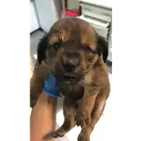 Foto dell\'animale cane - Matr. 2020/1237 - Microchip 380260044770039