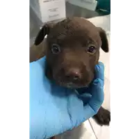Foto dell\'animale cane - Matr. 2020/1238 - Microchip 380260043769542