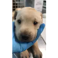 Foto dell\'animale cane - Matr. 2020/1239 - Microchip 380260043769771