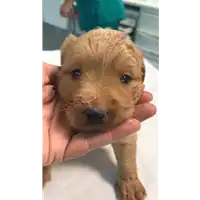 Foto dell\'animale cane - Matr. 2020/1240 - Microchip 380260043769557