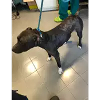 Foto dell\'animale cane - Matr. 2020/1241 - Microchip 380260043769666