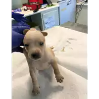 Foto dell\'animale cane - Matr. 2020/1242 - Microchip 380260043769749