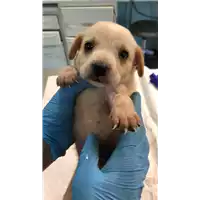 Foto dell\'animale cane - Matr. 2020/1243 - Microchip 380260043769818