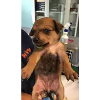 Foto dell\'animale cane - Matr. 2020/1244 - Microchip 380260043769603