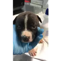 Foto dell\'animale cane - Matr. 2020/1245 - Microchip 380260043769529