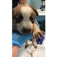 Foto dell\'animale cane - Matr. 2020/1246 - Microchip 380260043769936