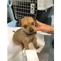 Foto dell\'animale cane - Matr. 2020/1247 - Microchip 380260043770170