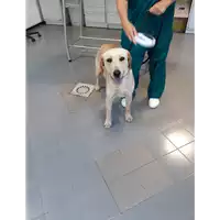 Foto dell\'animale cane - Matr. 2020/1248 - Microchip 380260101717013