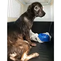 Foto dell\'animale cane - Matr. 2020/1249 - Microchip 380260043769698