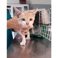 Foto dell\'animale gatto - Matr. 2020/1250 - Microchip 380260043770340