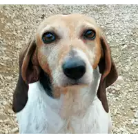 Foto dell\'animale cane - Matr. 2020/0778 - Microchip 380260044280846