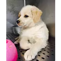Foto dell\'animale cane - Matr. 2017/0401 - Microchip 380260043152319