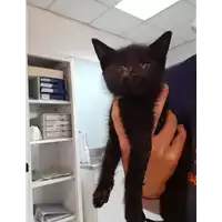 Foto dell\'animale gatto - Matr. 2020/1254 - Microchip 380260043770288