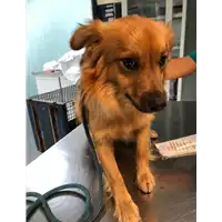 Foto dell\'animale cane - Matr. 2020/1258 - Microchip 380260043770322