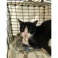 Foto dell\'animale gatto - Matr. 2020/1260 - Microchip 