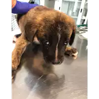 Foto dell\'animale cane - Matr. 2020/1261 - Microchip 380260043769802