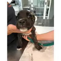 Foto dell\'animale cane - Matr. 2020/1264 - Microchip 380260043706650